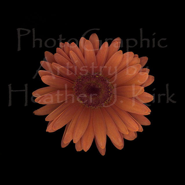 Orange Daisy Front